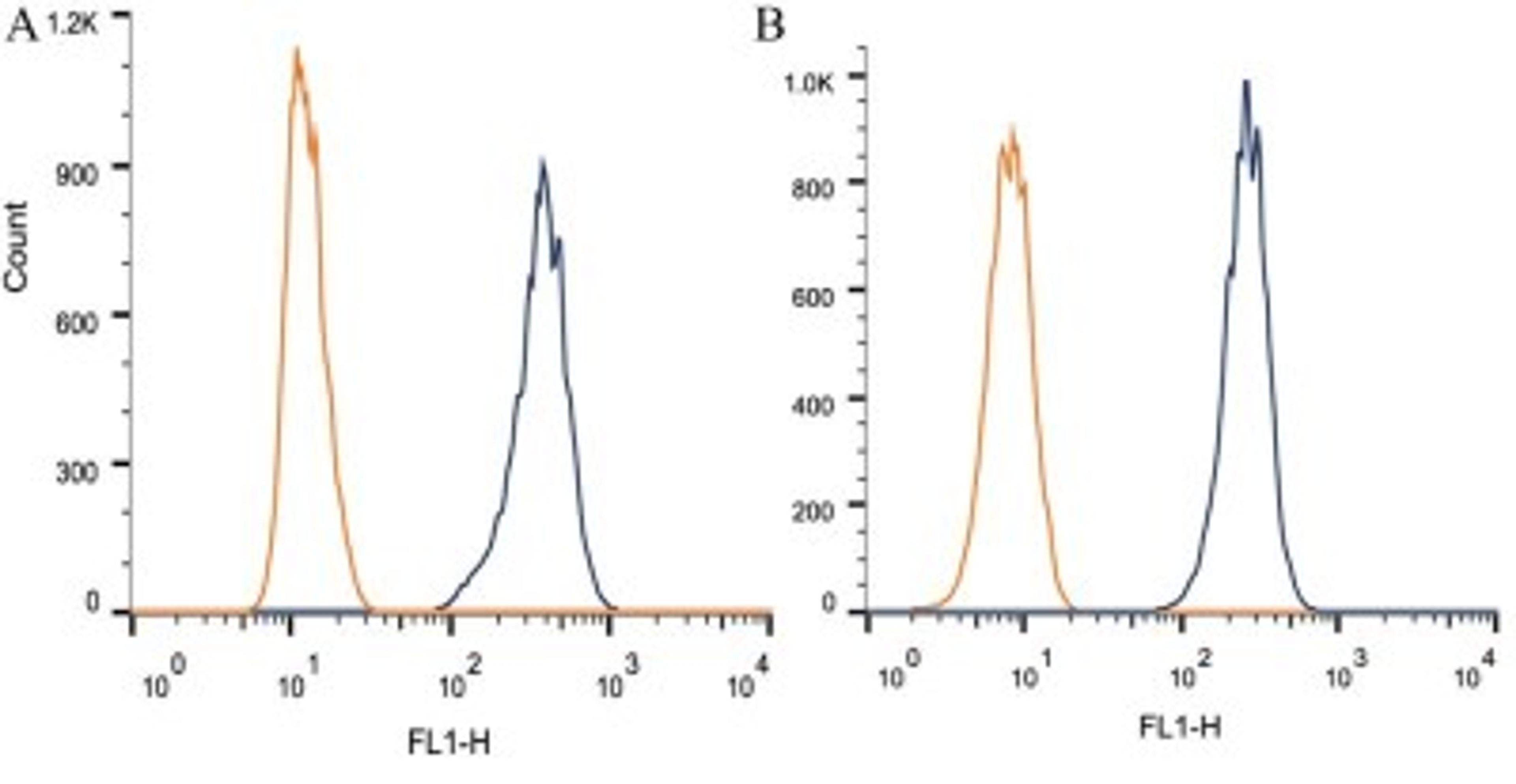 Flow Cytometry: TRF-1 Antibody (57-6) [NB110-68281] - Intracellular flow cytometric staining of 1 x 10^6 CHO (A) and HEK-293 (B) cells using TRF1 antibody (dark blue). Isotype control shown in orange. An antibody concentration of 1 ug/1x10^6 cells was used.