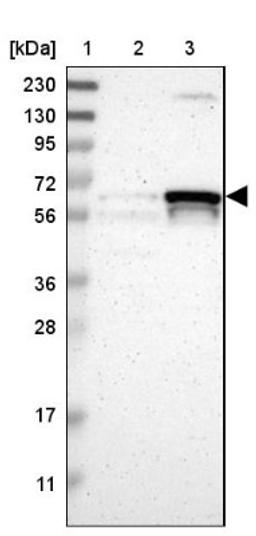 Western Blot: UAP1 Antibody [NBP1-89197] - Lane 1: Marker [kDa] 230, 130, 95, 72, 56, 36, 28, 17, 11<br/>Lane 2: Human cell line RT-4<br/>Lane 3: Human cell line U-251MG sp