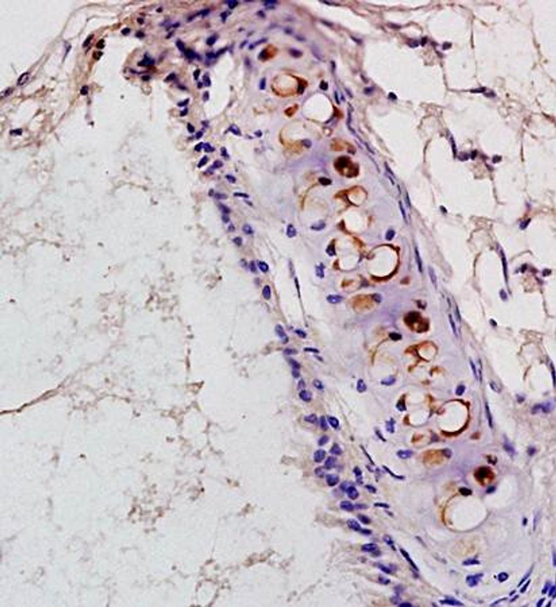 IHC-P of rat heart tissue (PAF Receptor antibody at 1:300)