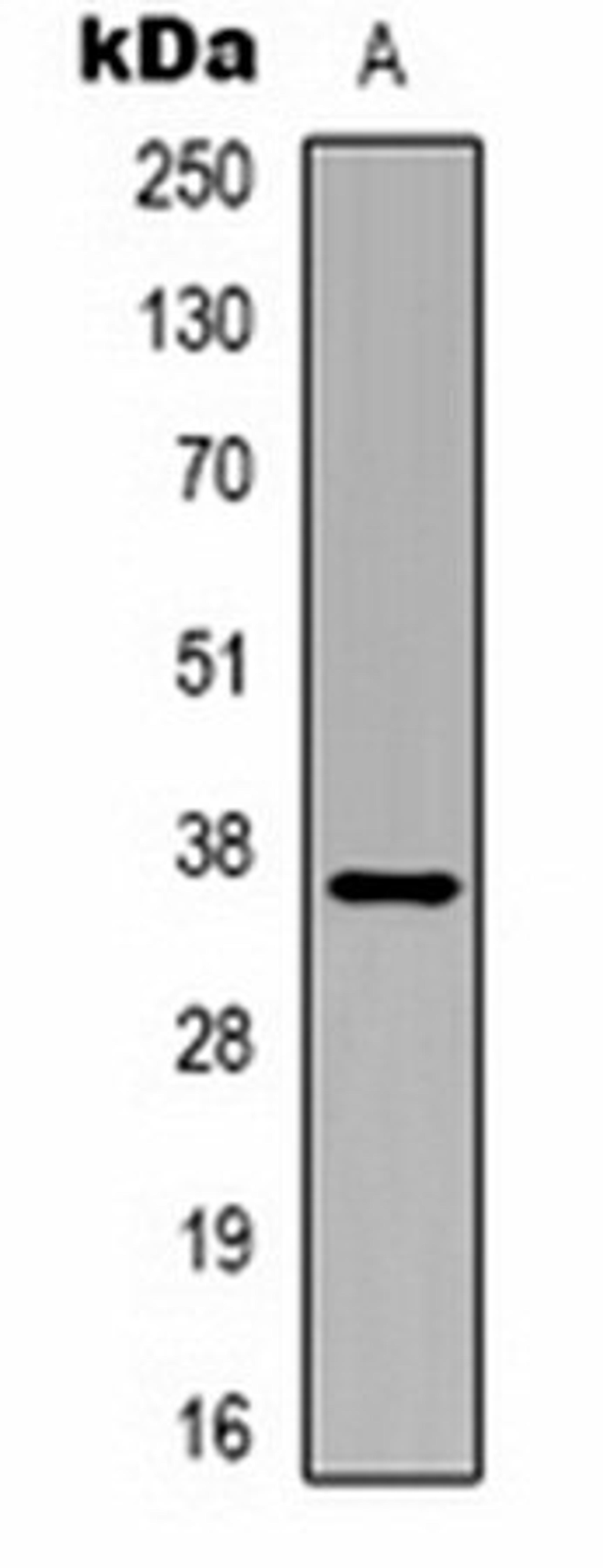 Western blot analysis of Hela (Lane 1) whole cell lysates using GAPDH antibody (HRP)