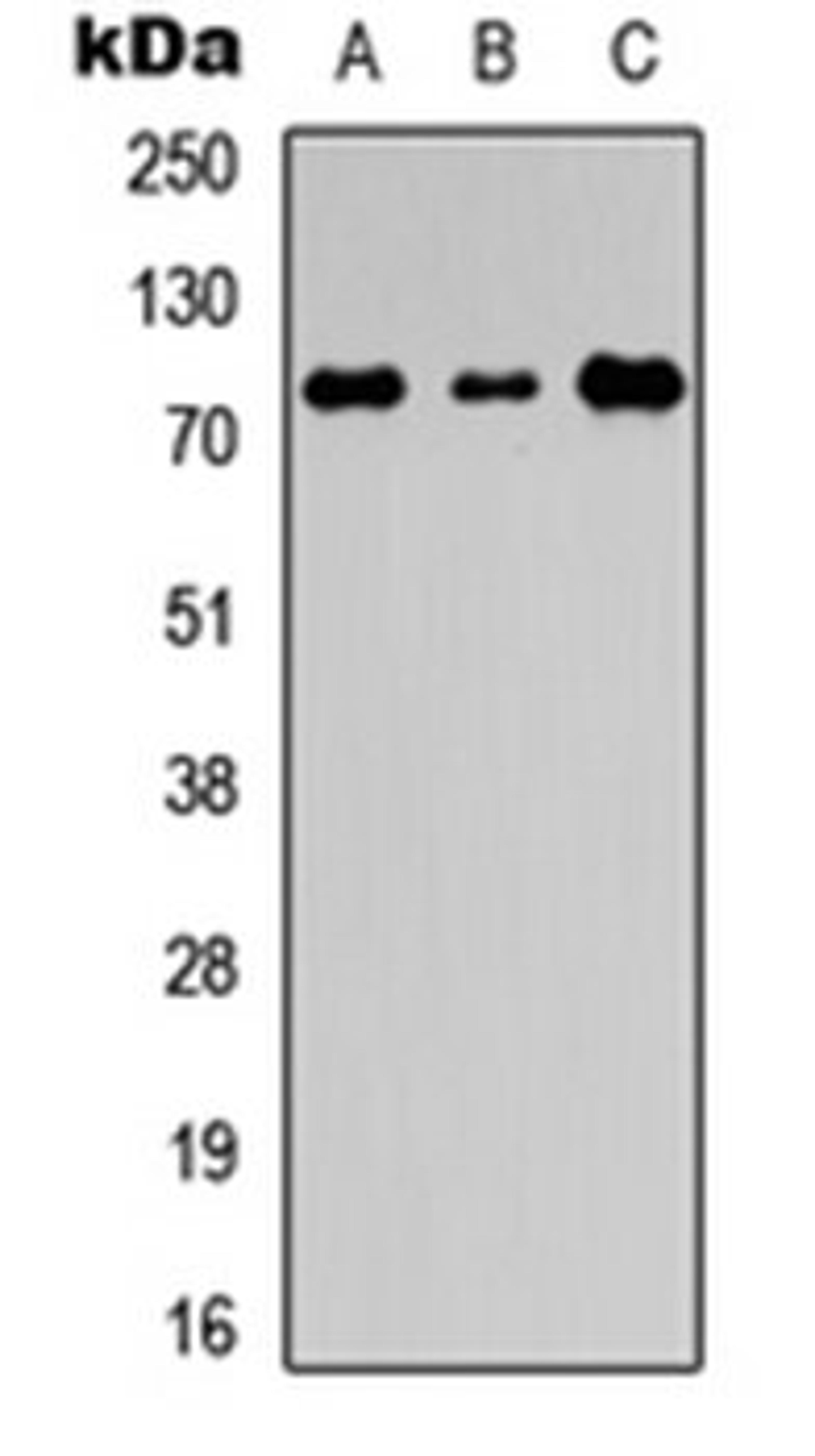 Western blot analysis of HEK293T (Lane 1), Raw264.7 (Lane 2), PC12 (Lane 3) whole cell lysates using EDEM1 antibody