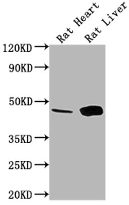 Western Blot. Positive WB detected in: Rat Heart tissue, Rat Liver tissue. All lanes: Ren1 antibody at 1:1000. Secondary. Goat polyclonal to rabbit IgG at 1/50000 dilution. Predicted band size: 45 kDa. Observed band size: 45 kDa. 