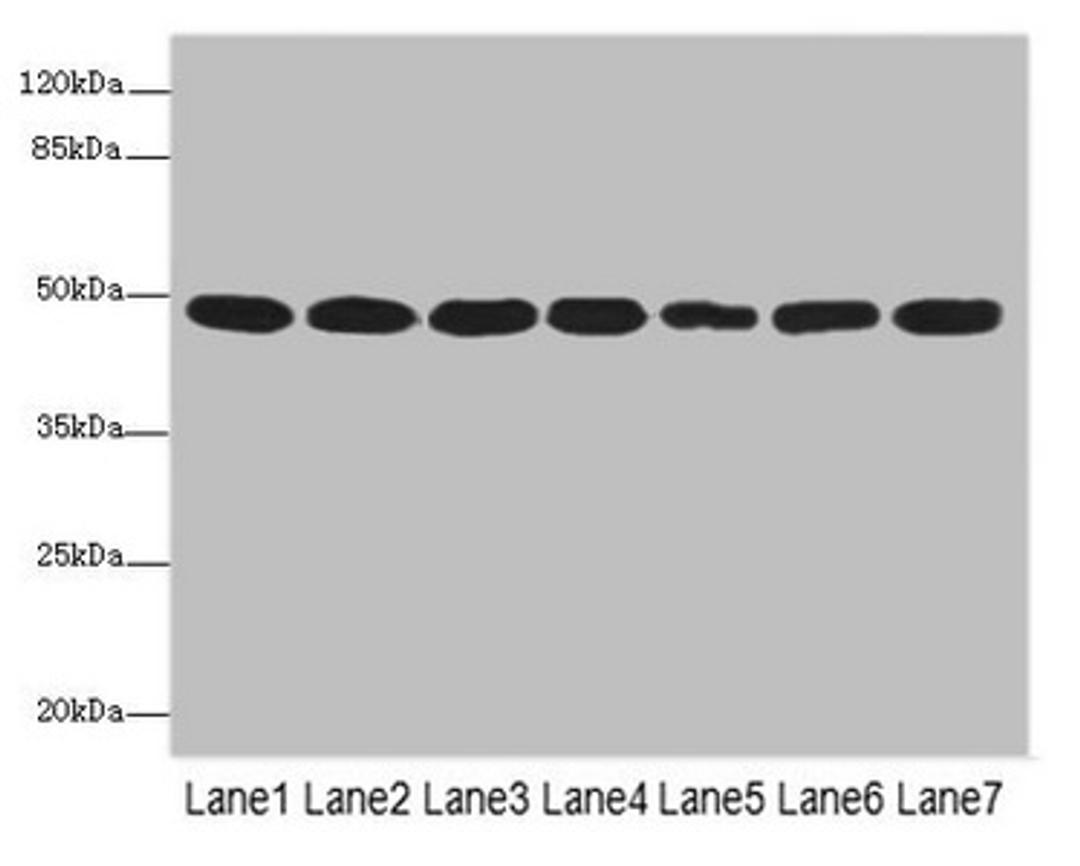 Western blot. All lanes: COPS3 antibody at 3.41µg/ml. Lane 1: MCF-7 whole cell lysate. Lane 2: Hela whole cell lysate. Lane 3: 293T whole cell lysate. Lane 4: HT29 whole cell lysate. Lane 5: Mouse heart tissue. Lane 6: Mouse brain tissue. Lane 7: Mouse ovarian tissue. Secondary. Goat polyclonal to rabbit IgG at 1/10000 dilution. Predicted band size: 48, 46 kDa. Observed band size: 48 kDa