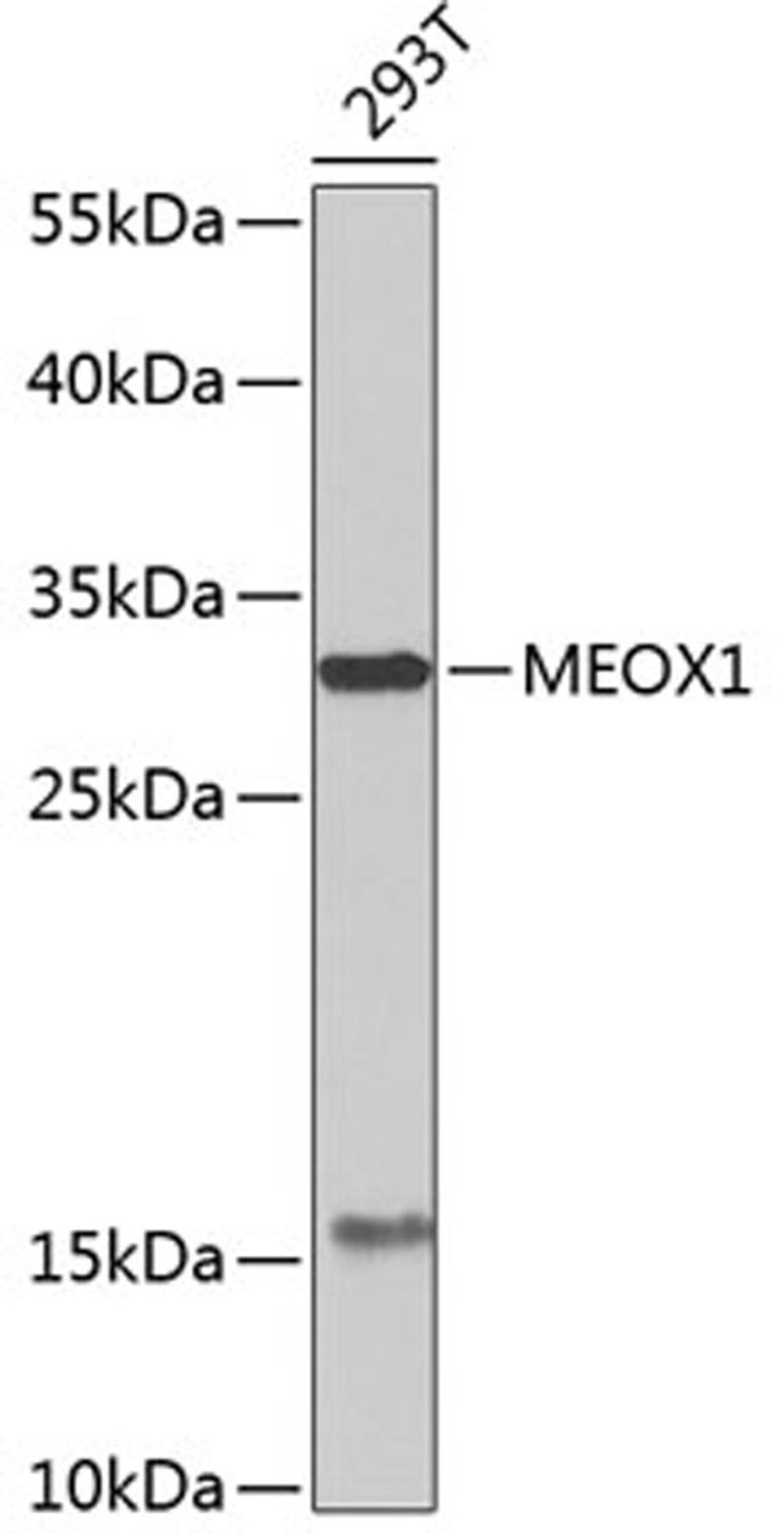 Western blot - MEOX1 antibody (A7332)