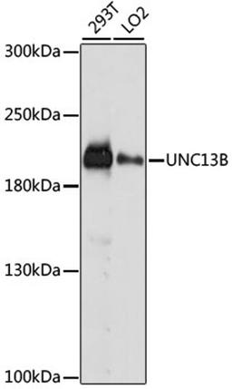 Western blot - UNC13B antibody (A15780)