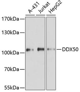 Western blot - DDX50 antibody (A8628)