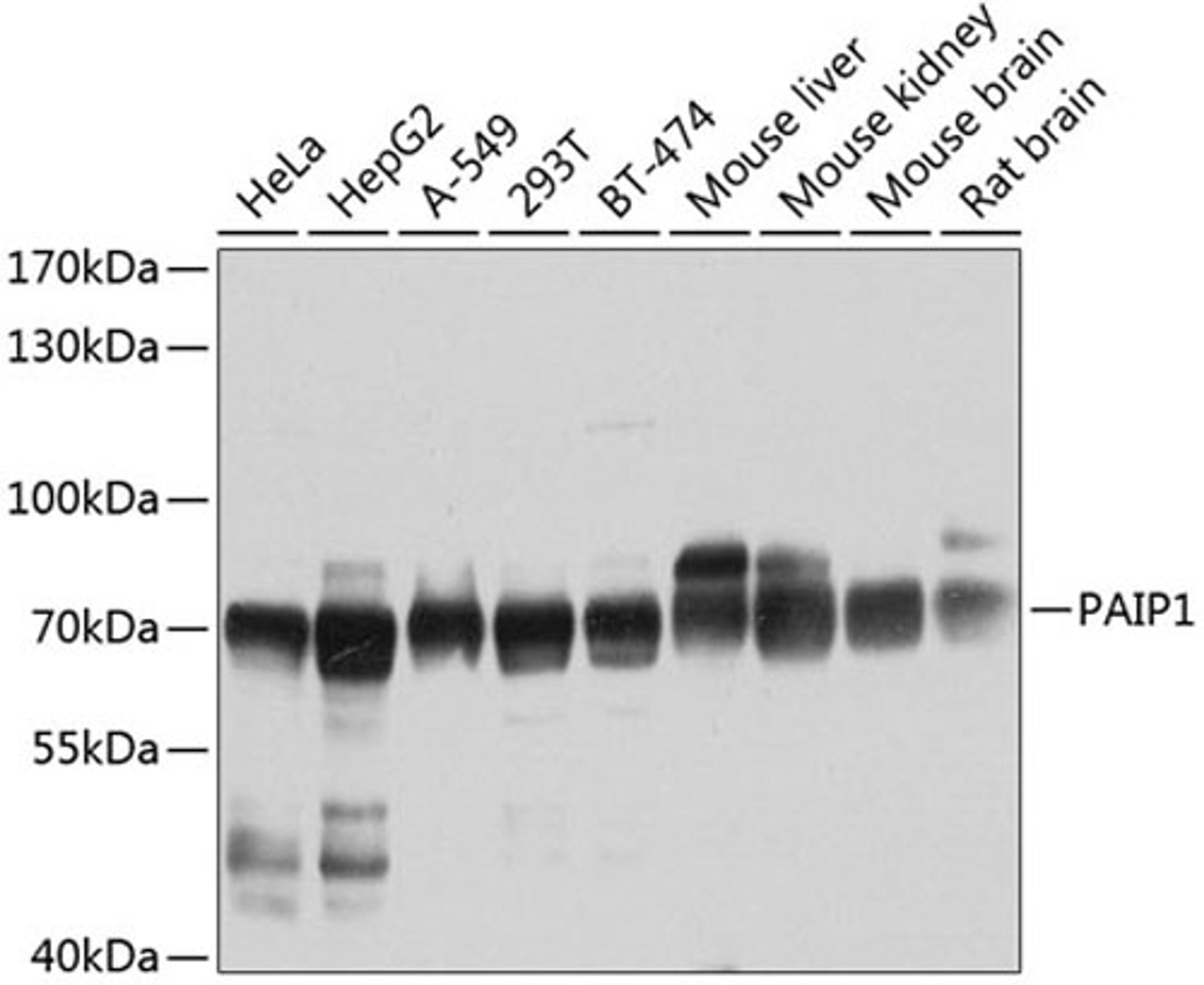 Western blot - PAIP1 antibody (A6042)