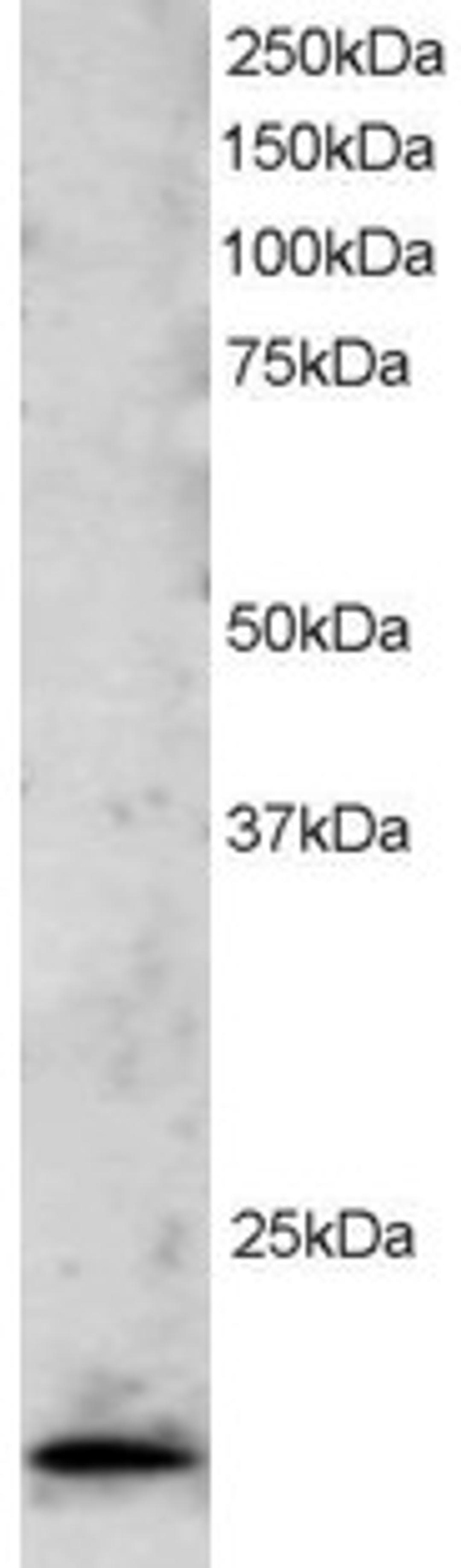 46-514 staining (2ug/ml) of Jurkat lysate (RIPA buffer, 30ug total protein per lane). Primary incubated for 1 hour. Detected by western blot using chemiluminescence.