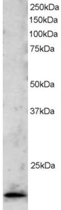 46-514 staining (2ug/ml) of Jurkat lysate (RIPA buffer, 30ug total protein per lane). Primary incubated for 1 hour. Detected by western blot using chemiluminescence.