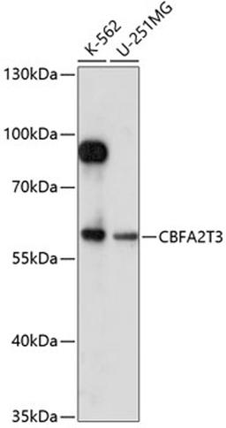 Western blot - CBFA2T3 antibody (A14712)