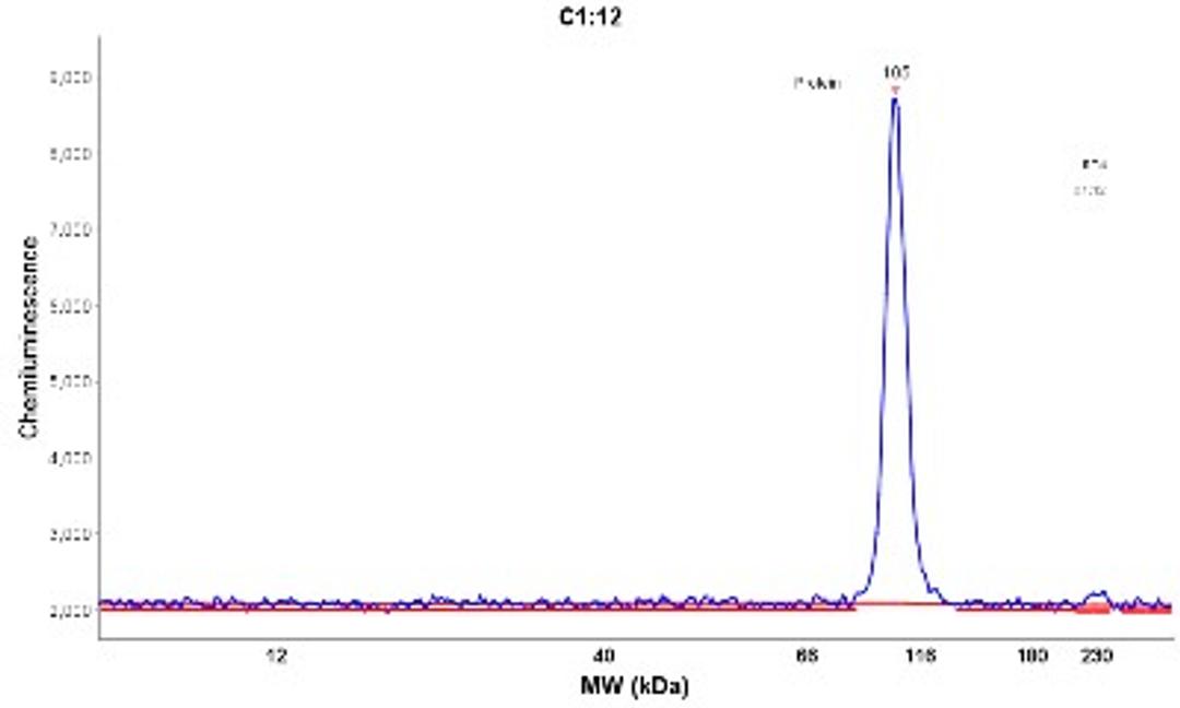 Simple Western: MOCOS Antibody [NBP2-14243] - Electropherogram image(s) of corresponding Simple Western lane view. MOCOS antibody was used at 1:30 dilution on RT-4 lysate(s).