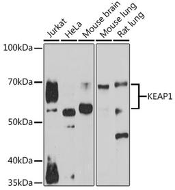 Western blot - KEAP1 antibody (A17061)