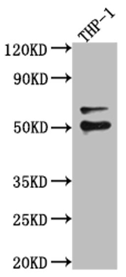 Western Blot. Positive WB detected in: A549 whole cell lysate, U-251 whole cell lysate, Hela whole cell lysate. All lanes: FLI1 antibody at 1:1000. Secondary. Goat polyclonal to rabbit IgG at 1/50000 dilution. Predicted band size: 51, 44, 48, 30 kDa. Observed band size: 51 kDa.