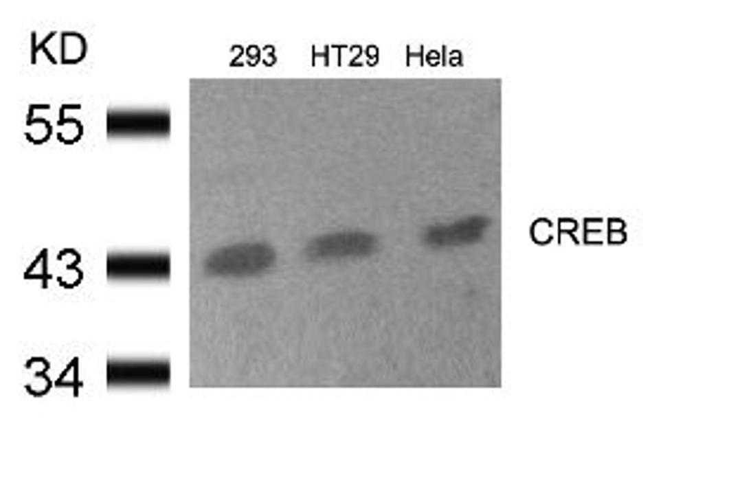 Western blot analysis of lysed extracts from 293, HT29 and HeLa cells using CREB (Ab-133).