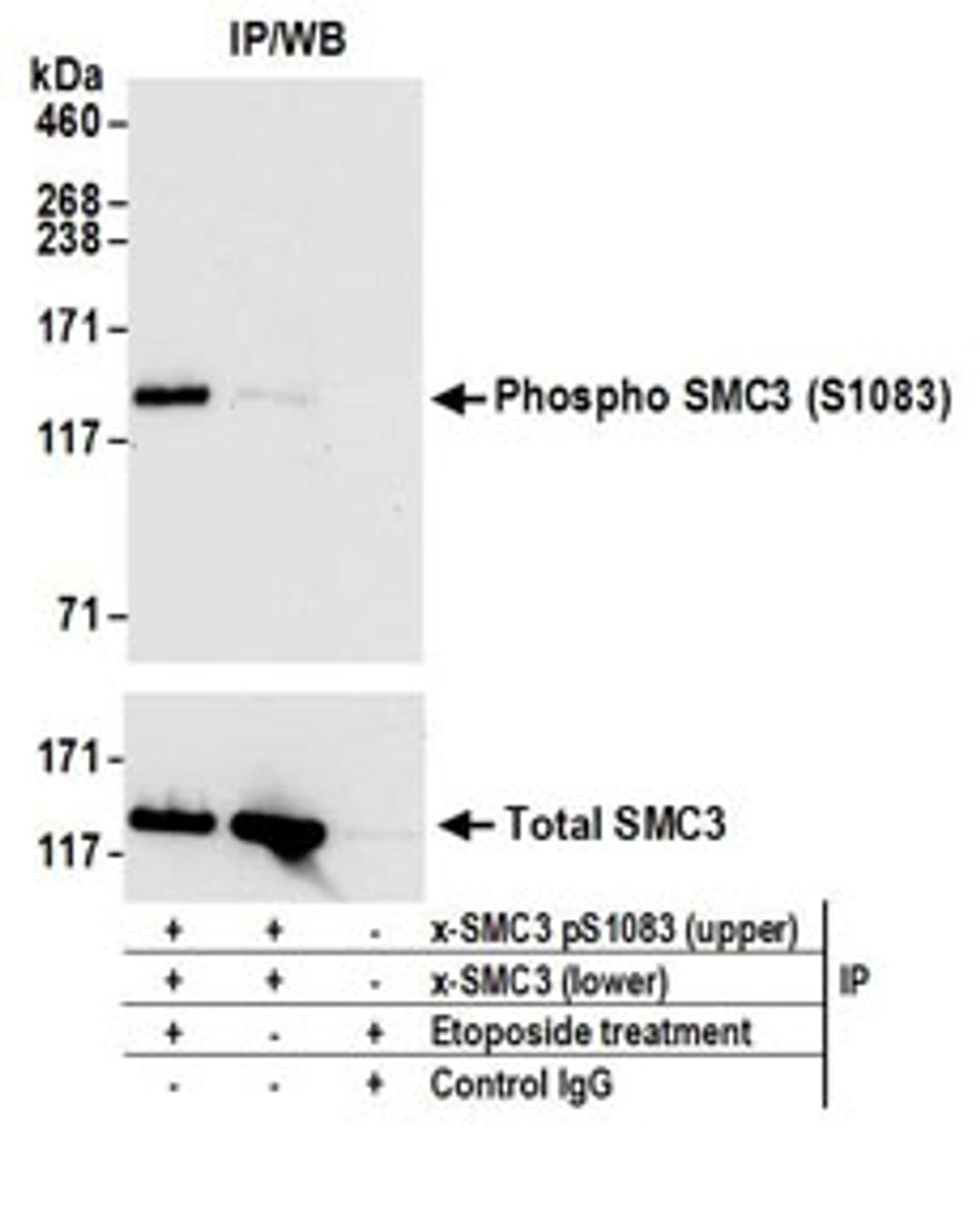 Detection of human Phospho SMC3 (S1083) by western blot of immunoprecipitates.