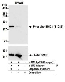 Detection of human Phospho SMC3 (S1083) by western blot of immunoprecipitates.