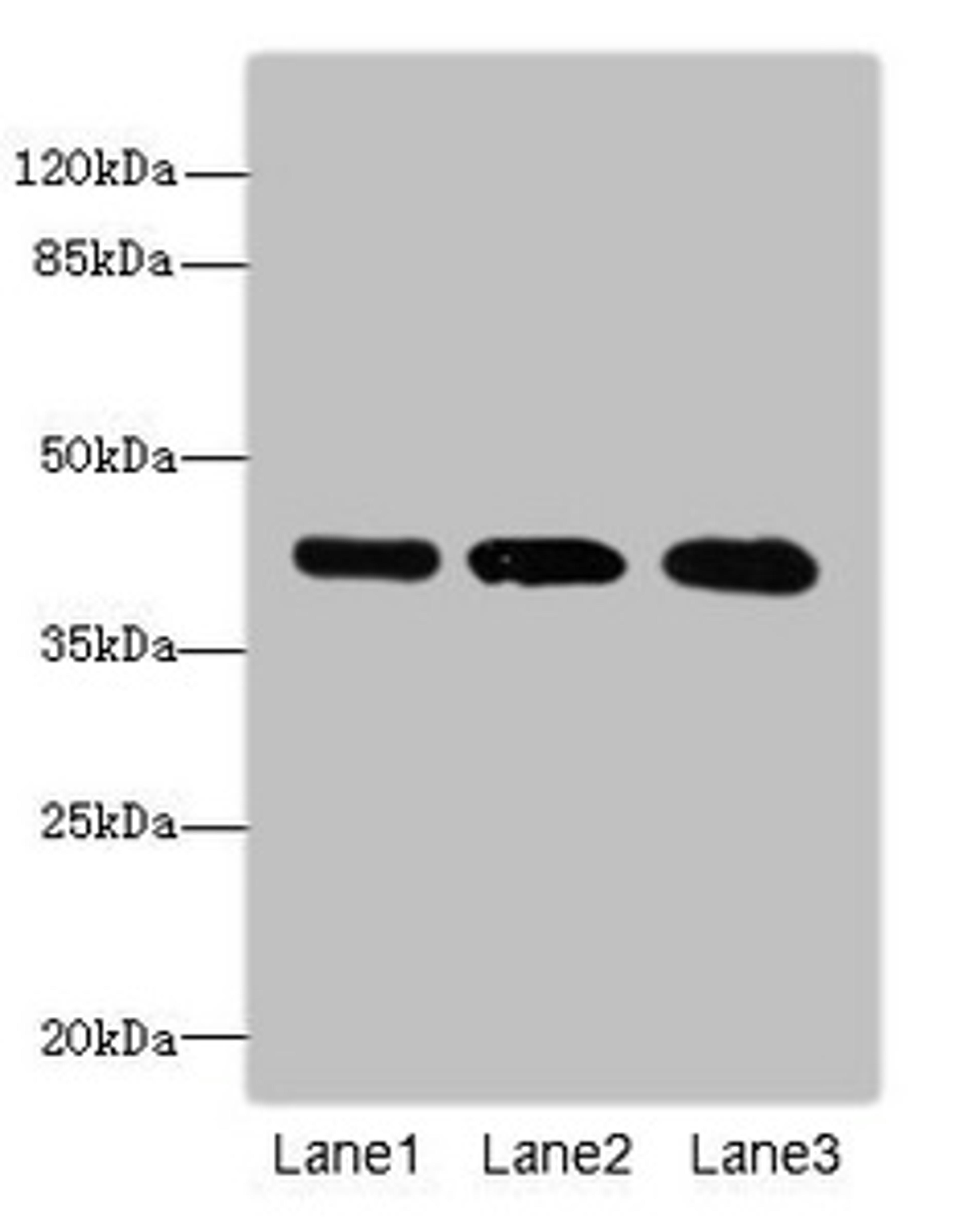 Western blot. All lanes: RRAGC antibody at 1.14µg/ml. Lane 1: Hela whole cell lysate. Lane 2: MCF-7 whole cell lysate. Lane 3: A549 whole cell lysate. Secondary. Goat polyclonal to rabbit IgG at 1/10000 dilution. Predicted band size: 44 kDa. Observed band size: 44 kDa
