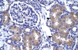 Antibody used in IHC on Human kidney.