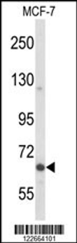 Western blot analysis of MAP2 Antibody in MCF-7 cell line lysates (35ug/lane)