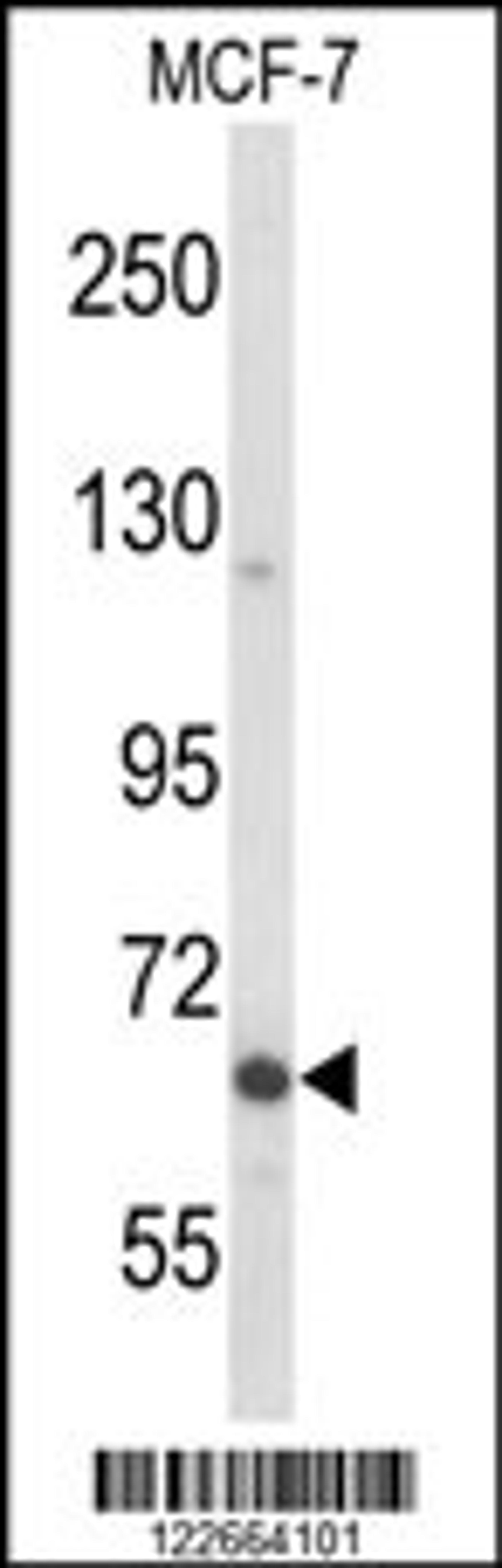 Western blot analysis of MAP2 Antibody in MCF-7 cell line lysates (35ug/lane)