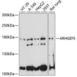 Western blot - ARHGEF5 antibody (A4196)