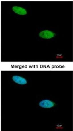 Immunocytochemistry/Immunofluorescence: DUSP26 Antibody [NBP1-31254] - Paraformaldehyde-fixed HeLa, using antibody at 1:200 dilution.