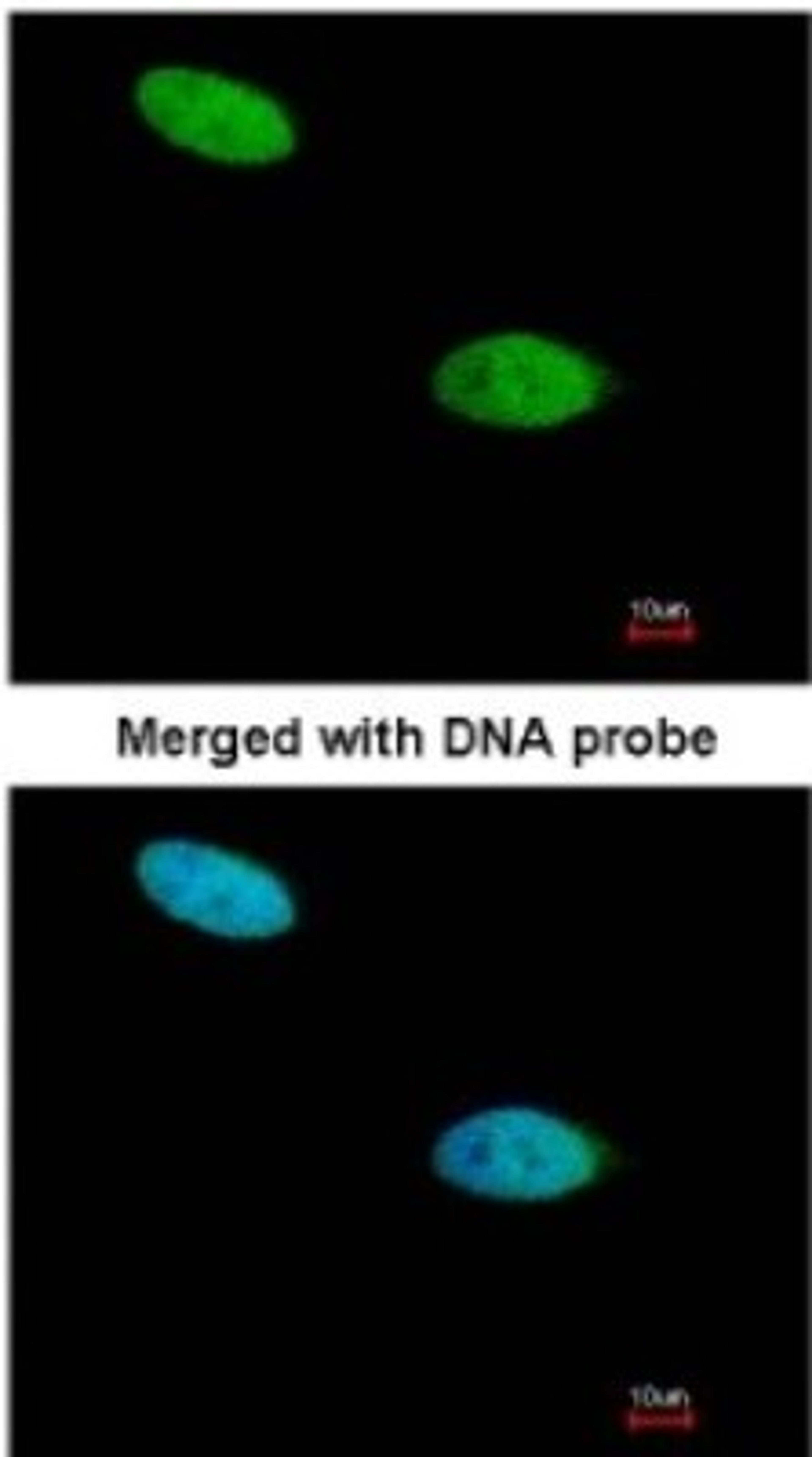 Immunocytochemistry/Immunofluorescence: DUSP26 Antibody [NBP1-31254] - Paraformaldehyde-fixed HeLa, using antibody at 1:200 dilution.