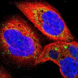 Immunocytochemistry: TXNRD2 Antibody [NBP1-86919] - Immunofluorescence:  [NBP1-86919] - Staining of human cell line A-431 shows positivity in mitochondria.