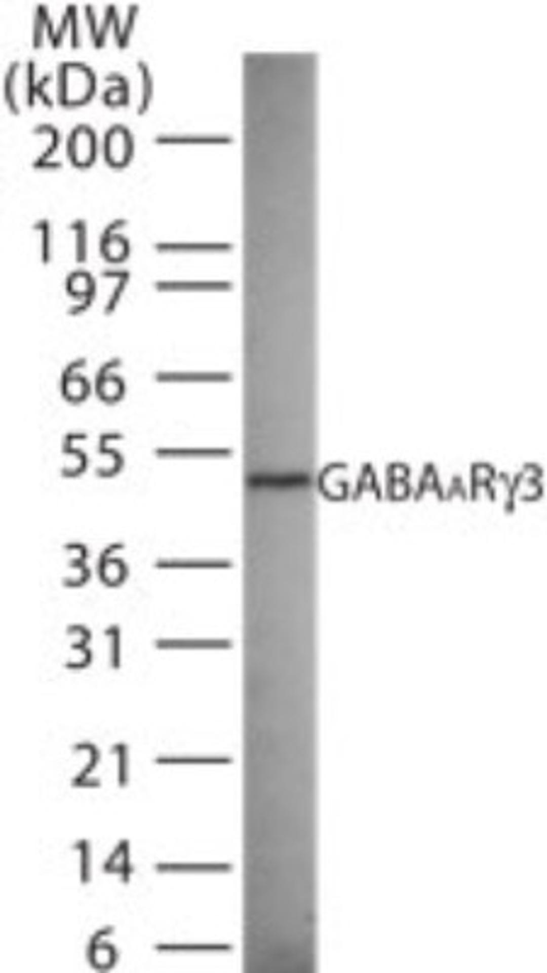 Western Blot: GABA A Receptor gamma 3 Antibody [NB100-56662] - analysis of GABAA Rg3 in 15 ugs of rat brain cell lysate using this antibody.