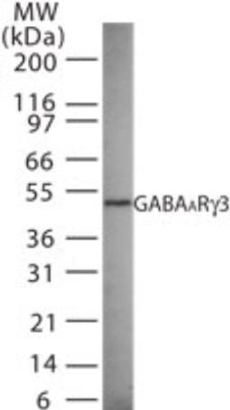 Western Blot: GABA A Receptor gamma 3 Antibody [NB100-56662] - analysis of GABAA Rg3 in 15 ugs of rat brain cell lysate using this antibody.