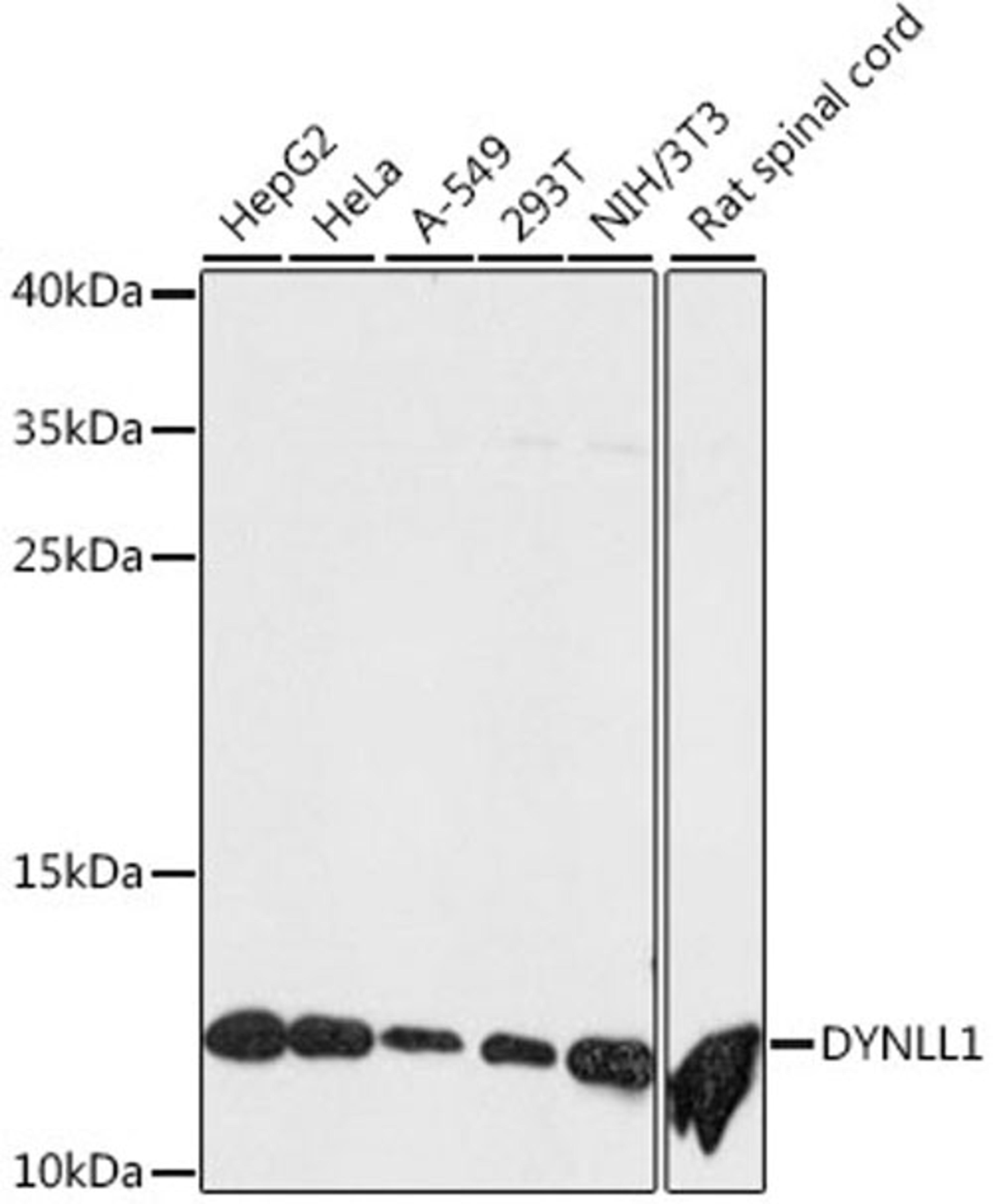 Western blot - DYNLL1 antibody (A14496)