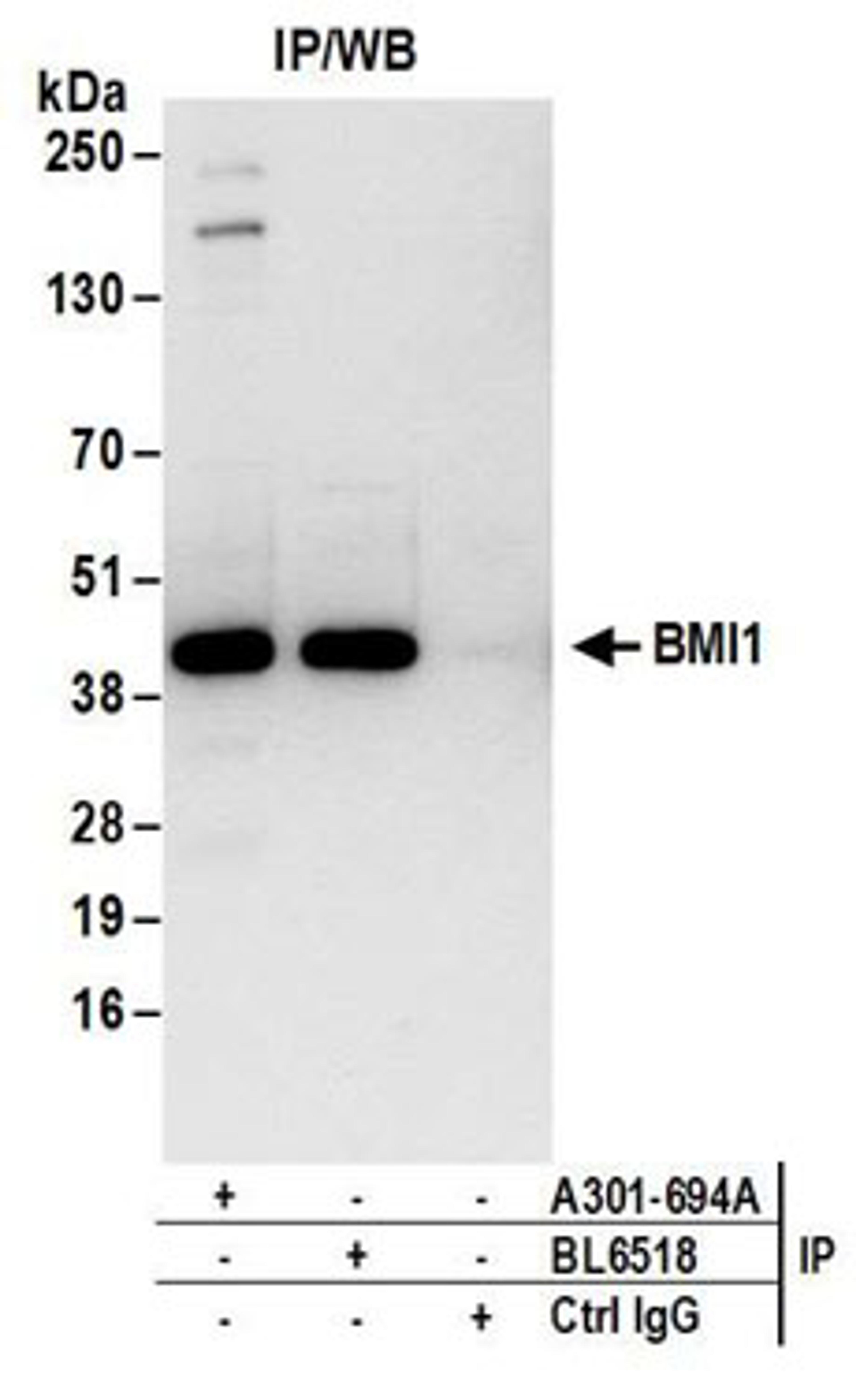 Detection of human BMI1 by western blot of immunoprecipitates.