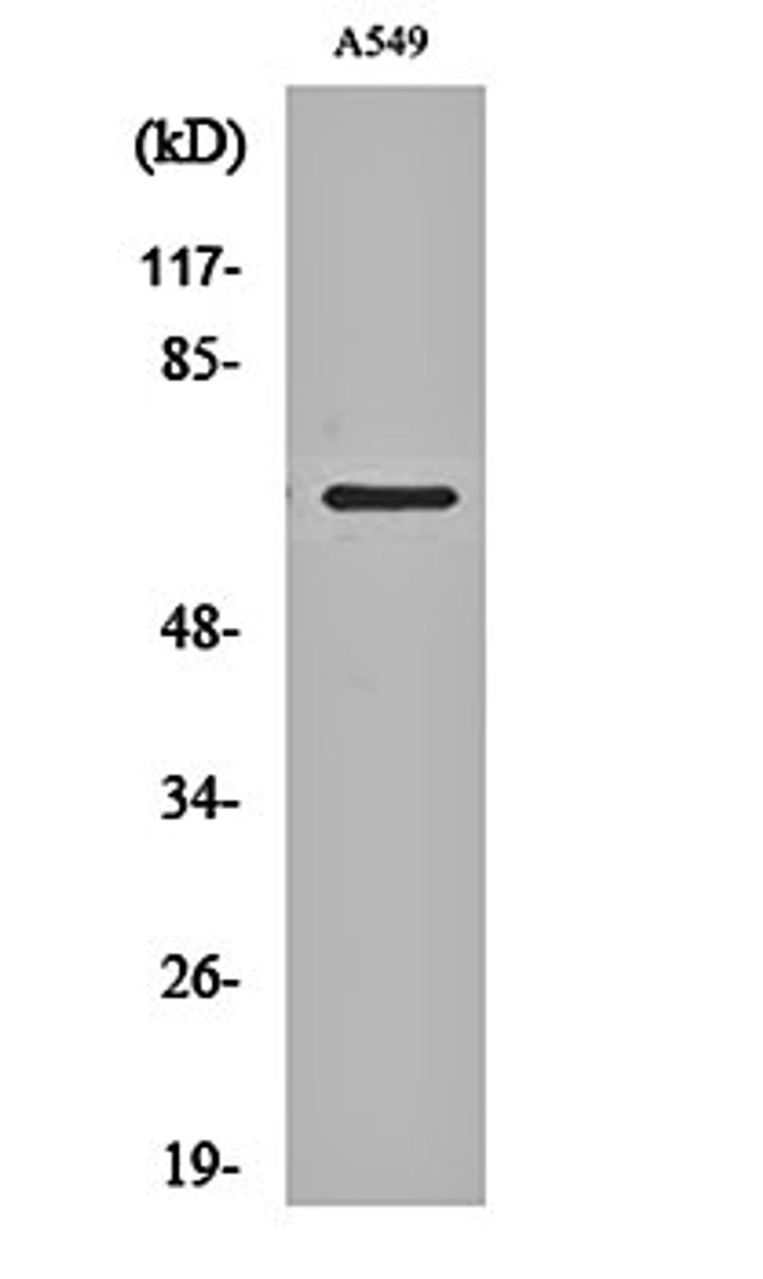 Western blot analysis of A549 cell lysates using NHE-9 antibody