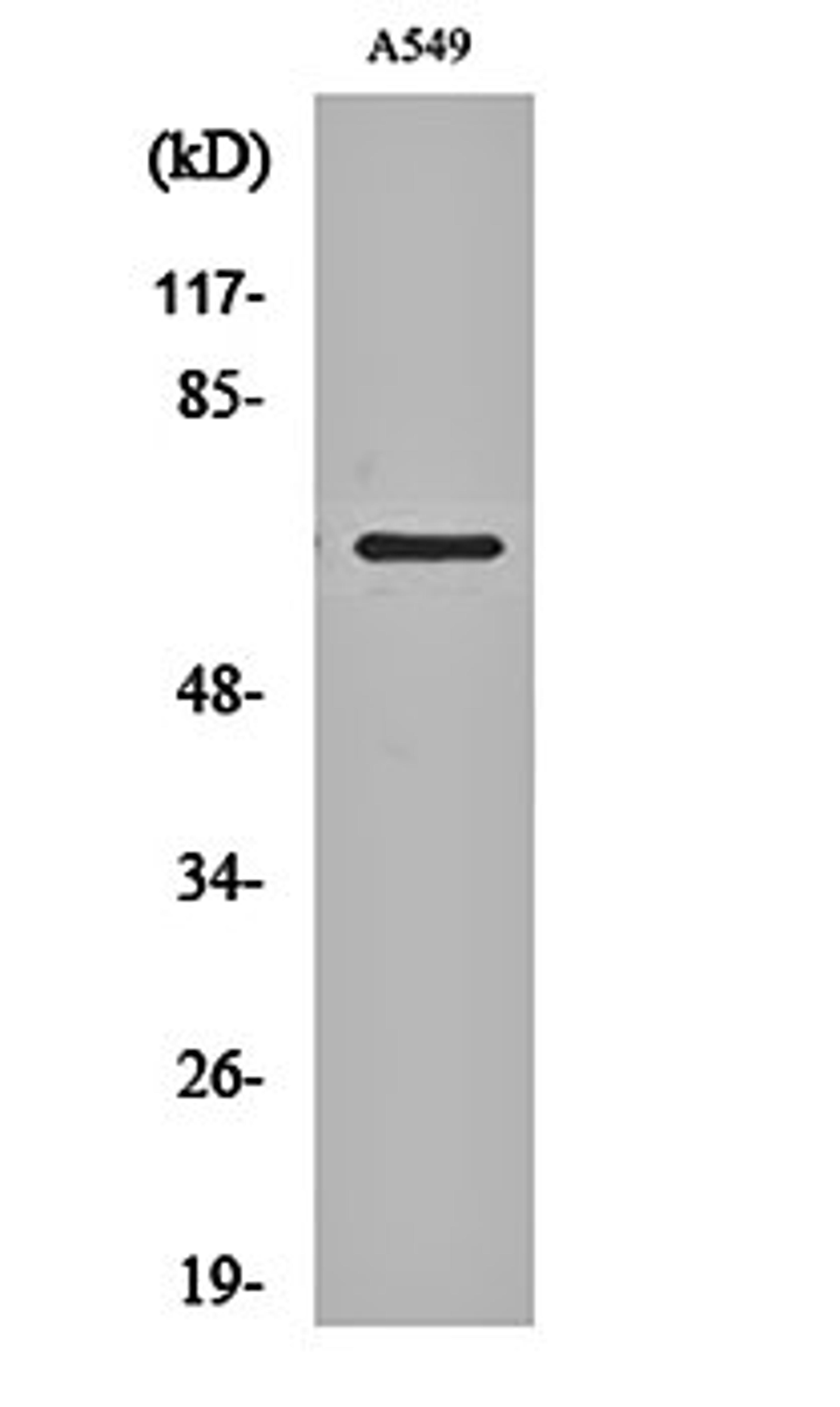 Western blot analysis of A549 cell lysates using NHE-9 antibody