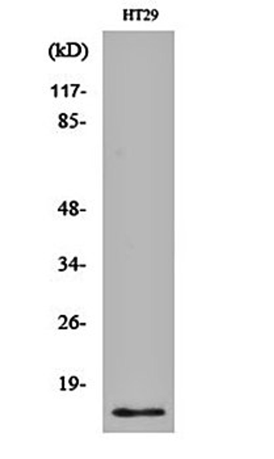 Western blot analysis of HT29 cell lysates using CRABP-II antibody