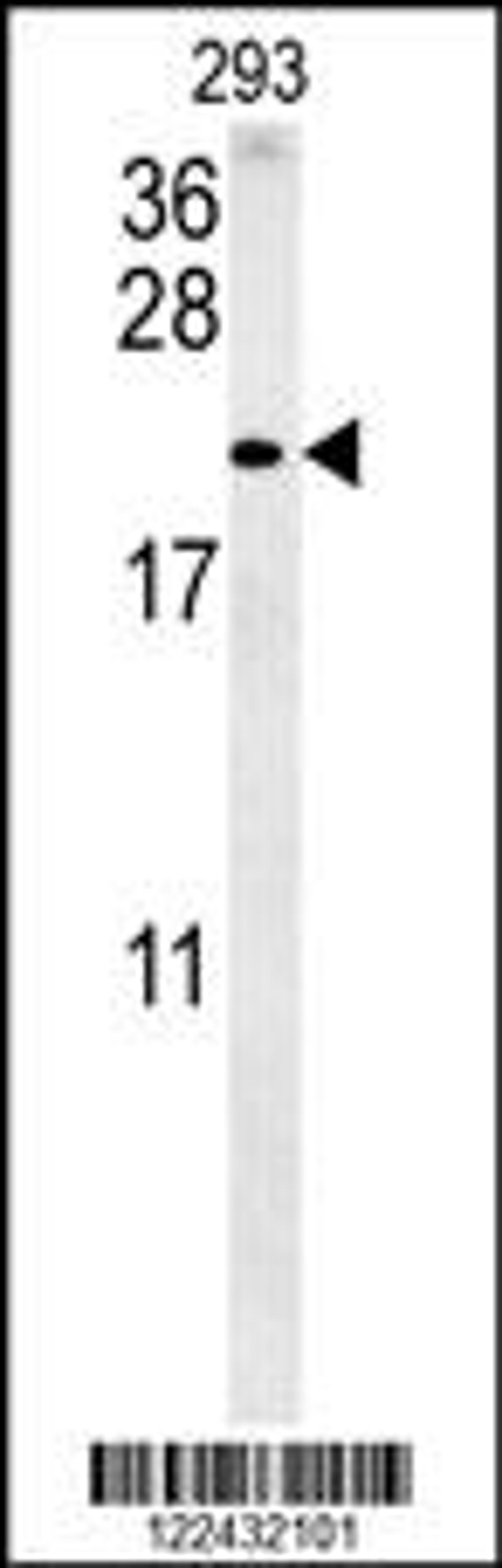 Western blot analysis in 293 cell line lysates (35ug/lane).