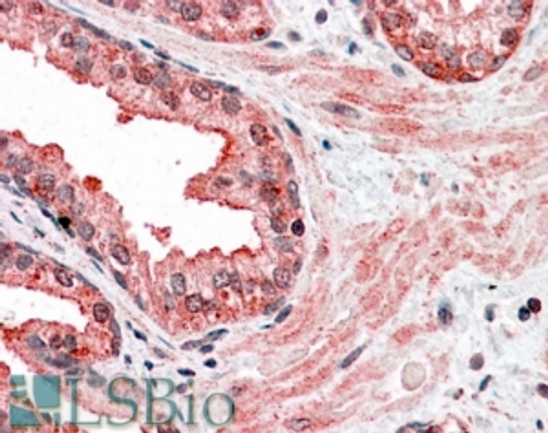 45-660 (3.8ug/ml) staining of paraffin embedded Human Prostate. Steamed antigen retrieval with citrate buffer pH 6, AP-staining.