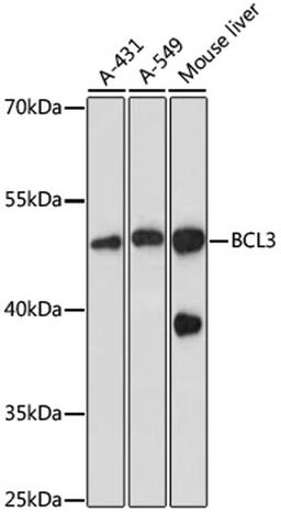 Western blot - BCL3 antibody (A11582)