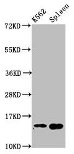 Western Blot. Positive WB detected in: K562 whole cell lysate, Mouse spleen tissue. All lanes: H2AFZ antibody at 1µg/ml. Secondary. Goat polyclonal to rabbit IgG at 1/50000 dilution. Predicted band size: 14 kDa. Observed band size: 14 kDa