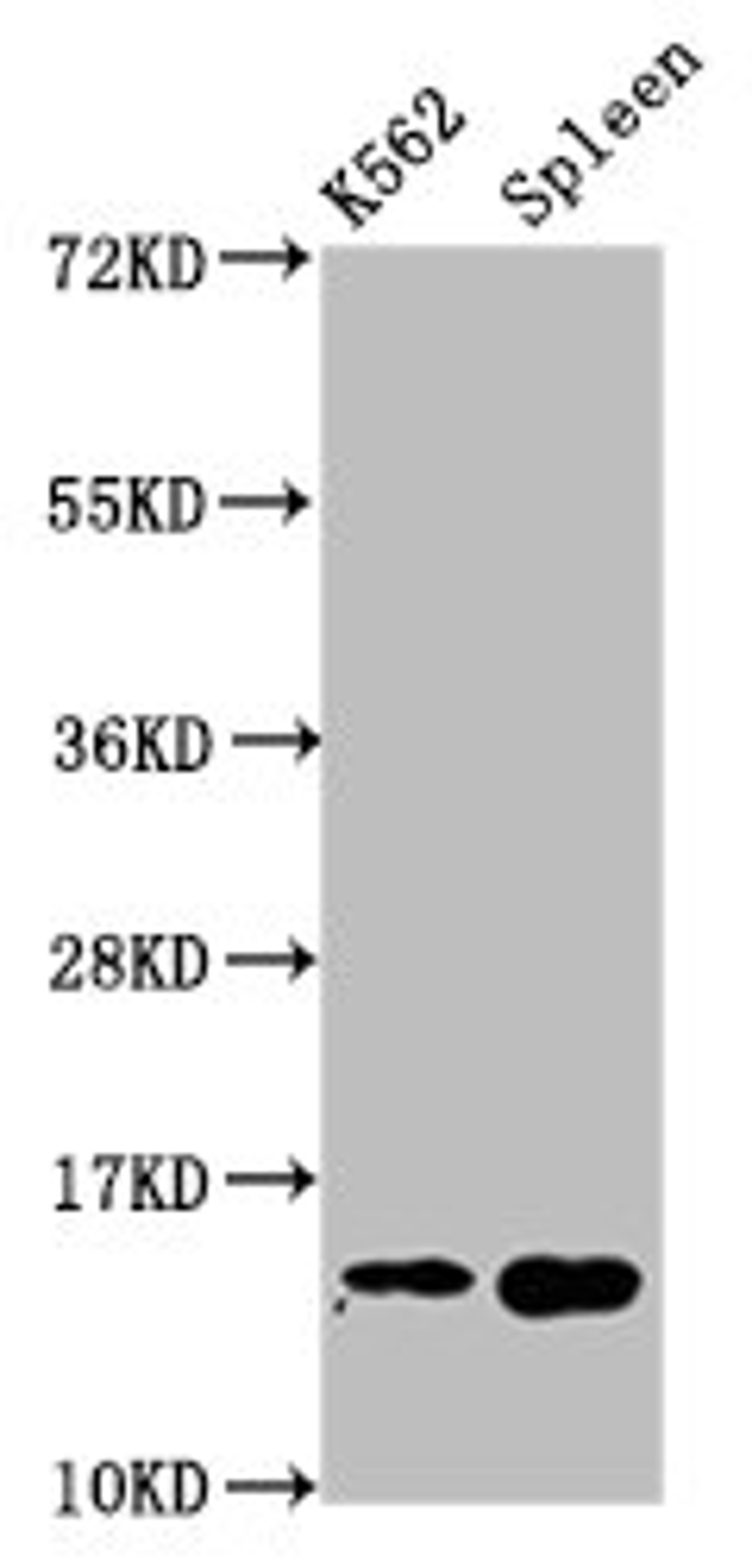 Western Blot. Positive WB detected in: K562 whole cell lysate, Mouse spleen tissue. All lanes: H2AFZ antibody at 1µg/ml. Secondary. Goat polyclonal to rabbit IgG at 1/50000 dilution. Predicted band size: 14 kDa. Observed band size: 14 kDa