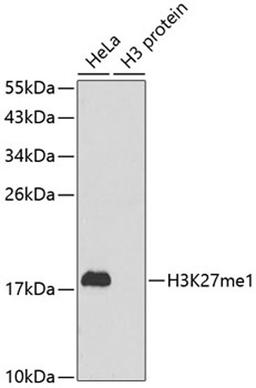 Western blot - MonoMethyl-Histone H3-K27 antibody (A2361)