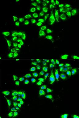 Immunofluorescence - CLDN2 antibody (A6560)