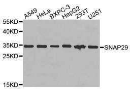 Western blot analysis of extracts of various cells using SNAP29 antibody