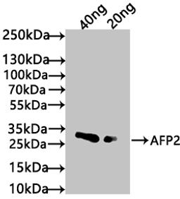 Western Blot. Positive WB detected in: recombinant protein. All lanes: AFP2 Antibody at 1:1000. Secondary. Goat polyclonal to rabbit IgG at 1/50000 dilution. Predicted band size: 21 kDa. Observed band size: 27 kDa.