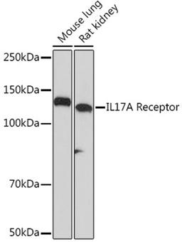 Western blot - IL17A Receptor Rabbit mAb (A5163)