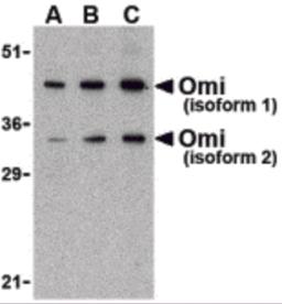 Western blot analysis of OMI in U937 lysate with Omi antibody at (A) 0.5, (B) 1, and (C) 2 &#956;g/mL. 