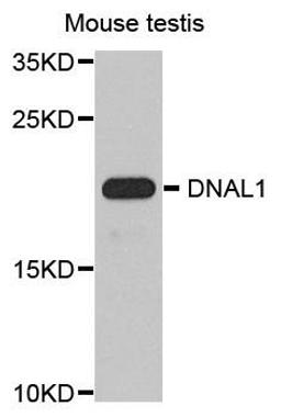 Western blot analysis of extract of various cells using DNAL1 antibody