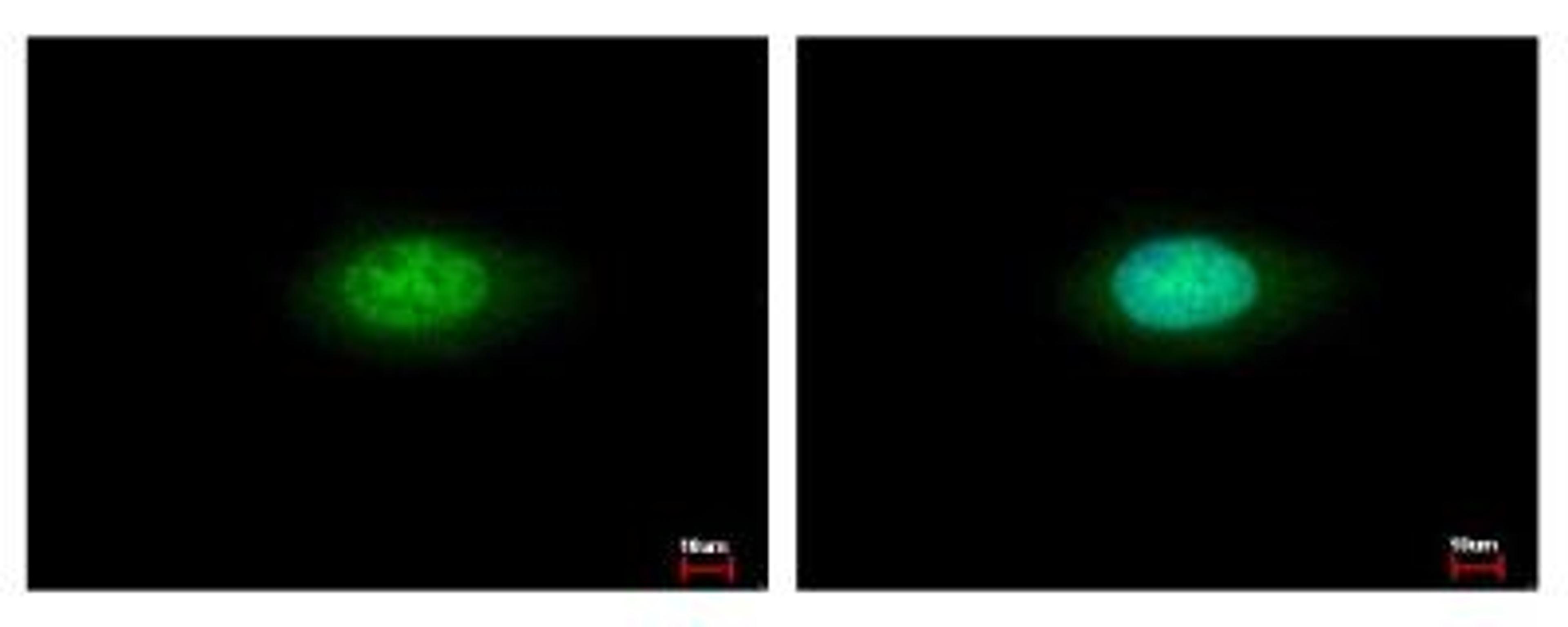 Immunocytochemistry/Immunofluorescence: Annexin A7 Antibody [NBP1-31442] - Sample: HeLa cells were fixed in iced-cold MeOH for 5 min. Green: ANXA7 protein stained by Annexin VII antibody diluted at 1:500. Blue: Hoechst 33343 staining.