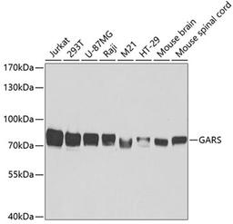 Western blot - GARS antibody (A5435)