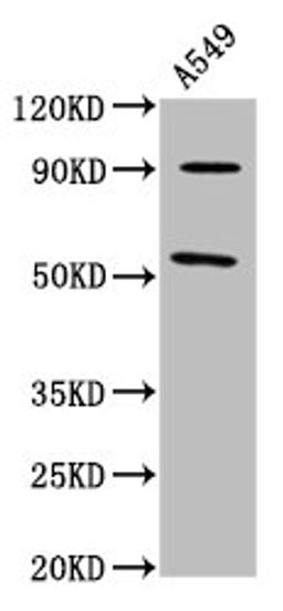 Western Blot. Positive WB detected in: A549 whole cell lysate. All lanes: LEMD2 antibody at 6.95µg/ml. Secondary. Goat polyclonal to rabbit IgG at 1/50000 dilution. Predicted band size: 57, 24 kDa. Observed band size: 57 kDa
